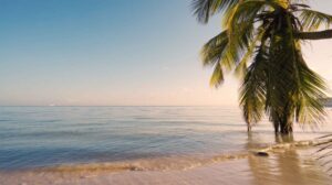 Barbados beach tree