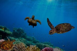 Barbados Under the Sea